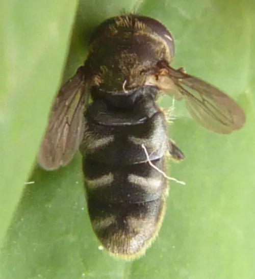 Eumerus funeralis - photo 3