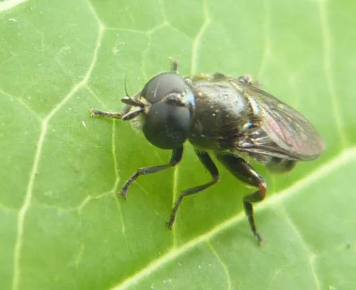 Eumerus funeralis - photo 4