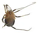 Eumesosoma roeweri