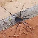 Eumesosoma roeweri - photo 3