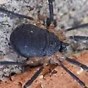 Eumesosoma roeweri - photo 4