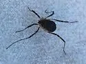 Eumesosoma roeweri - photo 5