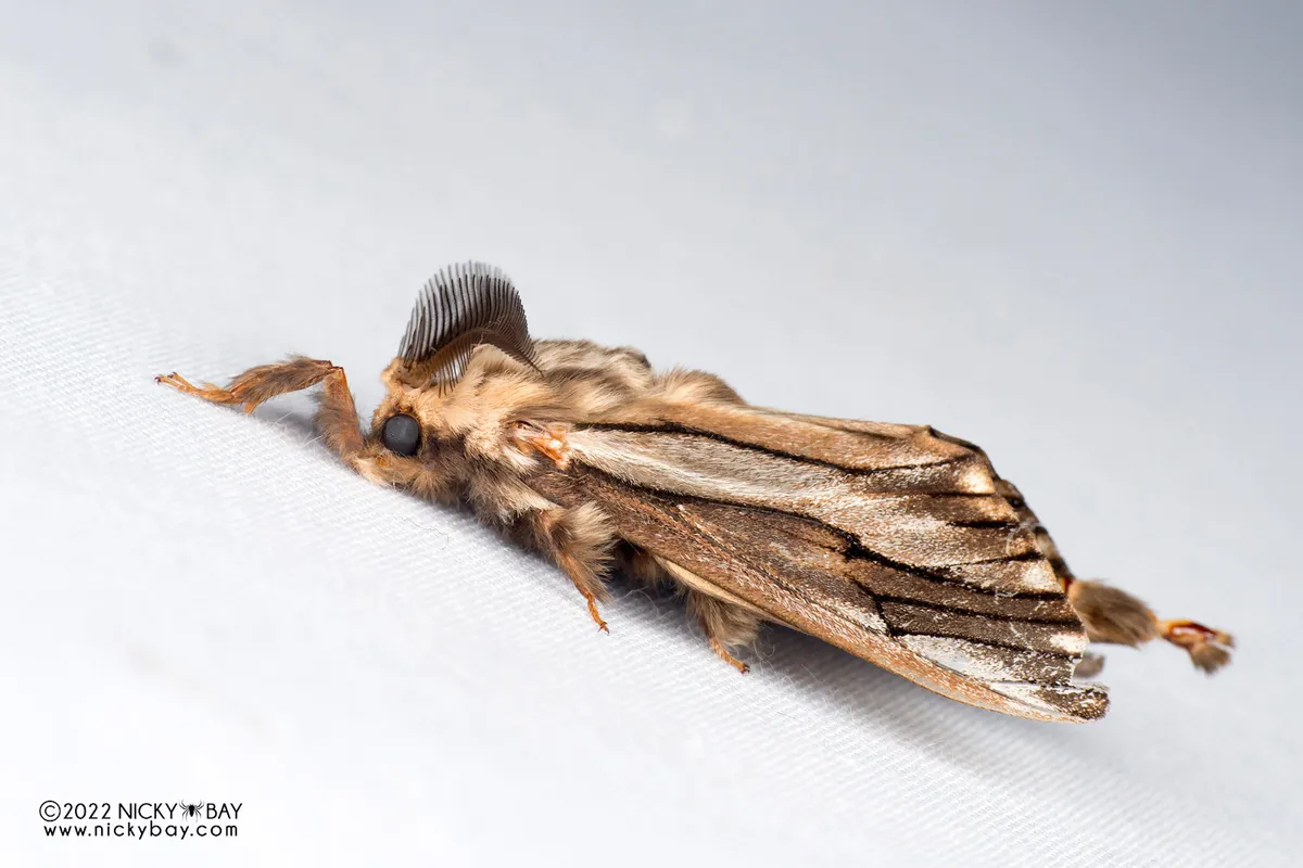 Paulownia Bagworm Moth - photo 3