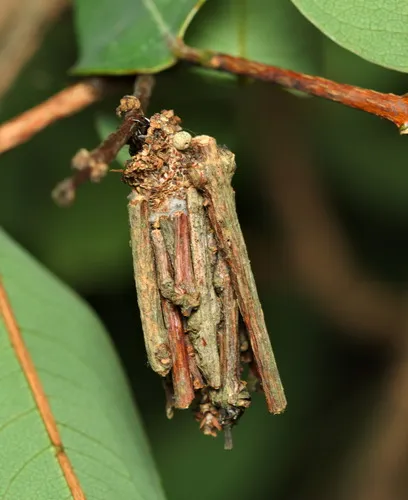 Paulownia Bagworm Moth - photo 5