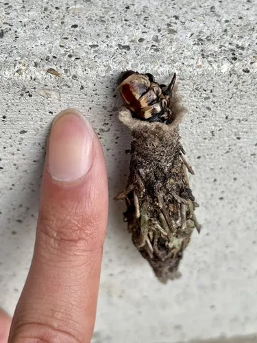 Paulownia Bagworm Moth - photo 6