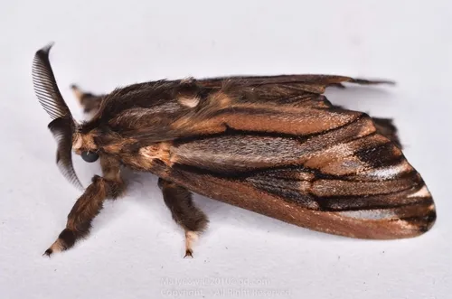 Paulownia Bagworm Moth - photo 7