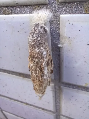Paulownia Bagworm Moth - photo 8