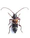Eumichthus oedipus - photo 3