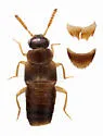 Eumicrota socia