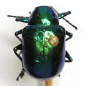 Eumolpus robustus - Eumolpus robustus