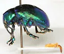 Eumolpus robustus - photo 2