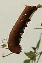 Intermediate Sphinx Moth - Hodges#7860
