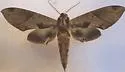 Satellite Sphinx - Hodges#7858