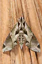 Satellite Sphinx - Hodges#7858 - photo 3