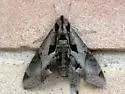 Satellite Sphinx - Hodges#7858 - photo 5