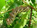 Typhon Sphinx - Hodges#7863