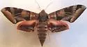 Typhon Sphinx - Hodges#7863 - photo 2