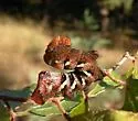 Typhon Sphinx - Hodges#7863 - photo 3