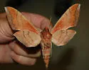 Typhon Sphinx - Hodges#7863 - photo 4