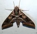 Typhon Sphinx - Hodges#7863 - photo 5