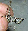 Huachuca Monkey Grasshopper