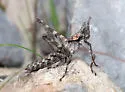 Huachuca Monkey Grasshopper - photo 2