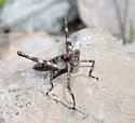 Huachuca Monkey Grasshopper - photo 3