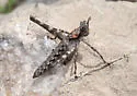 Huachuca Monkey Grasshopper - photo 4