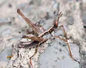Huachuca Monkey Grasshopper - photo 5