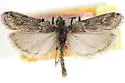 Eumysia idahoensis - Hodges#5908