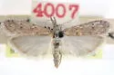 Eumysia pallidipennella - Hodges#5908.1