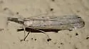 Eumysia pallidipennella - Hodges#5908.1 - photo 3
