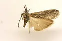 Eumysia semicana - Hodges#5907