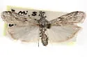 Eumysia semicana - Hodges#5907 - photo 4