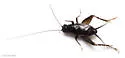 melodious ground cricket