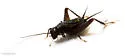 melodious ground cricket - photo 2