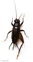 melodious ground cricket - photo 3