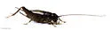 melodious ground cricket - photo 4