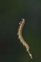 Dingy Purplewing - Hodges#4532 - Eunica monima