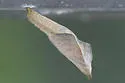 Dingy Purplewing - Hodges#4532 - photo 5