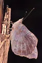 Florida Purplewing - Hodges#4533
