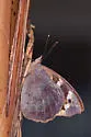 Florida Purplewing - Hodges#4533 - photo 2