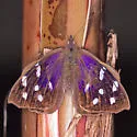 Florida Purplewing - Hodges#4533 - photo 3