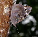 Florida Purplewing - Hodges#4533 - photo 4