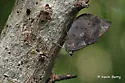 Florida Purplewing - Hodges#4533 - photo 5