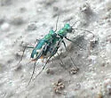 California Tiger Beetle