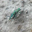 California Tiger Beetle - photo 2