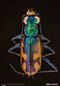 California Tiger Beetle - photo 3