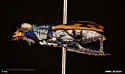 California Tiger Beetle - photo 4