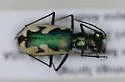 California Tiger Beetle - photo 5